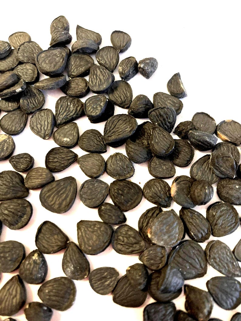Datil Yucca Banana Yucca Tree Seeds (YUCCA BACCATA) (datil Yucca) (spanish Bayonet ...