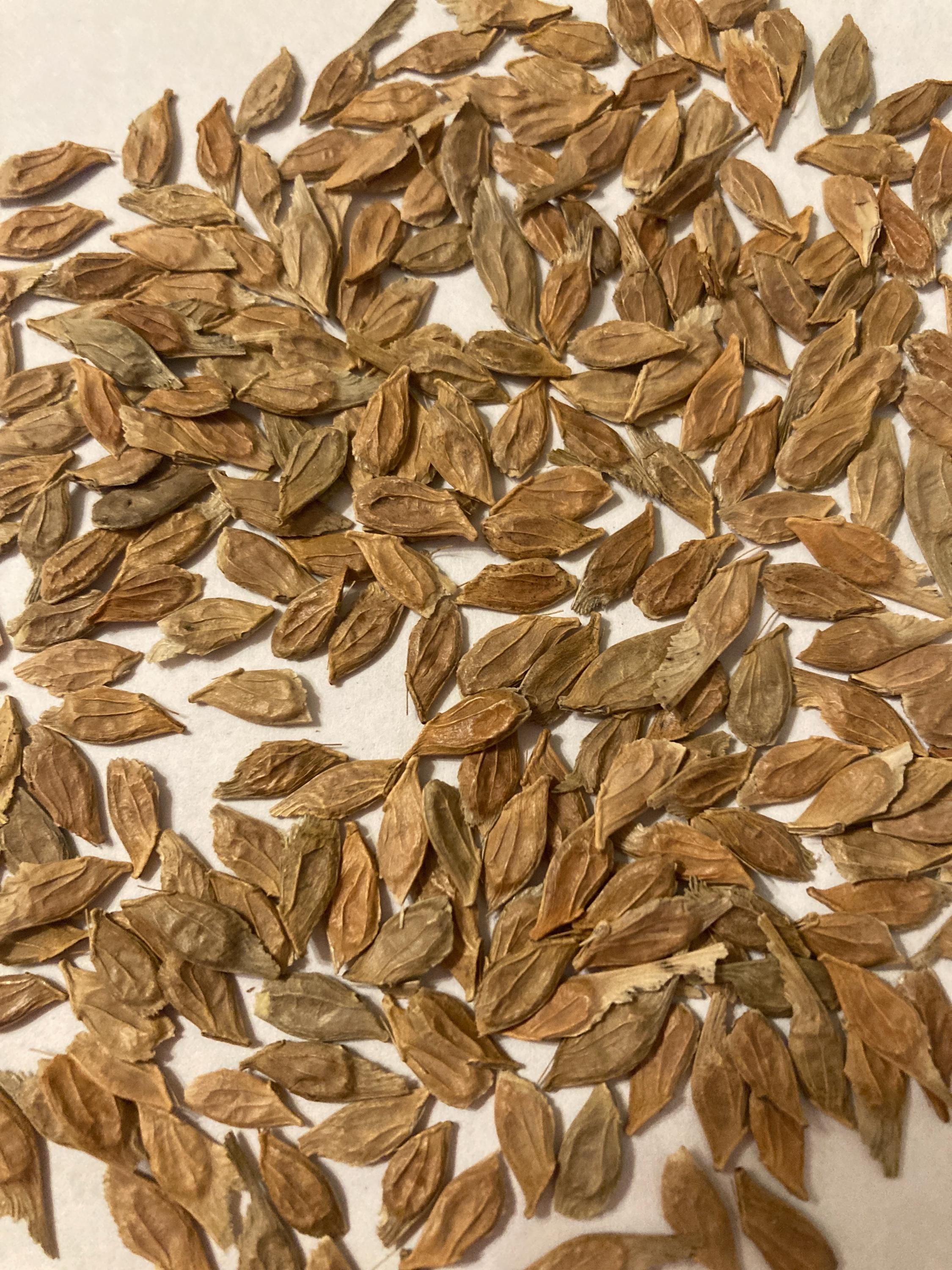 Vine-Leaved Maple Tree Seeds (ACER CISSIFOLIUM) ( Ivy-leaved Maple)