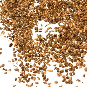 Elderberry Tree Seeds (SAMBUCUS CANADENSIS) (American Elder)