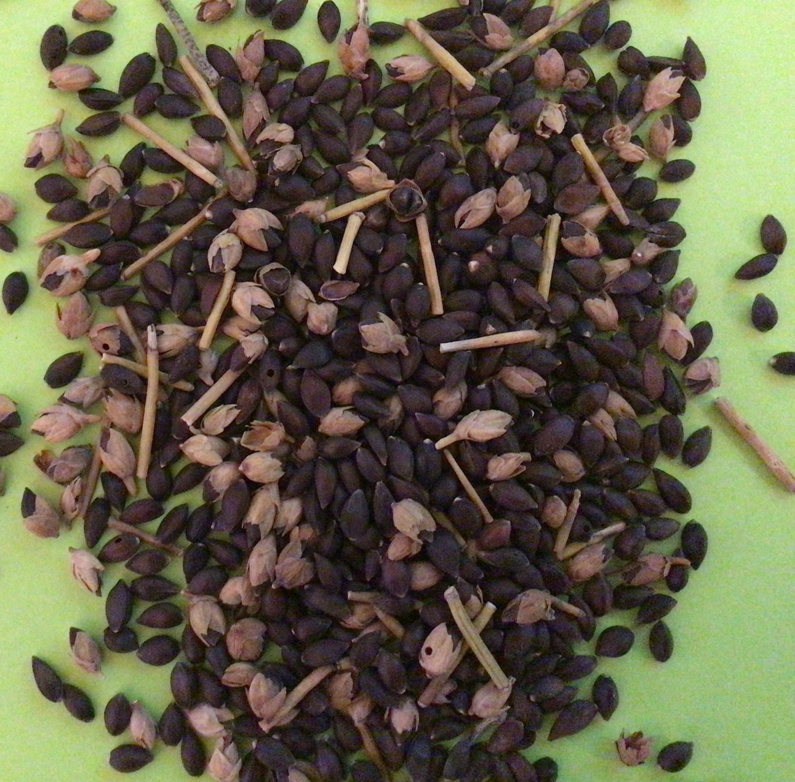 Morman Tree Nevada Mormon Tea Tree Seeds (EPHEDRA NEVADENSIS) (nevada Jointfir) - Etsy