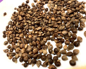 Korean Hornbeam Tree Seeds (CARPINUS TURCZANINOWII) (Turczaninow Hornbeam)