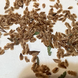 Western Red Cedar Tree Seeds (THUJA PLICATA) (Western Redcedar)