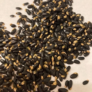 Bailey Acacia Tree Seeds (ACACIA BAILEYANA)  (Cootamundra Wattle, Golden Mimosa)