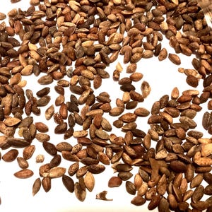 Japanese Red Pine Tree Seeds (PINUS DENSIFLORA)