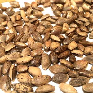 May include: A close-up image of a pile of brown pine seeds. The seeds are scattered on a white surface.