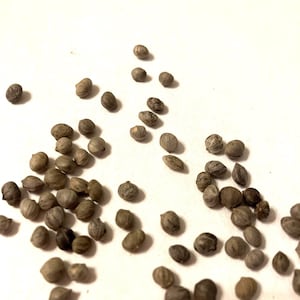 Coral Bark Dogwood Tree Seeds (CORNUS ALBA Sibirica)  (Siberian Dogwood, White Dogwood)