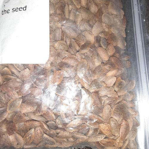 Western White Pine Tree Seeds