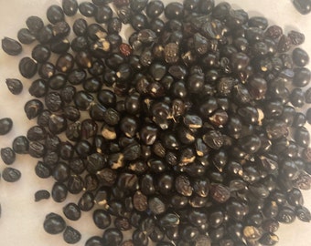 Black Jetbead Shrub Seeds (Kerria, Jetberry Bush) (Rhodotypos Scandens)