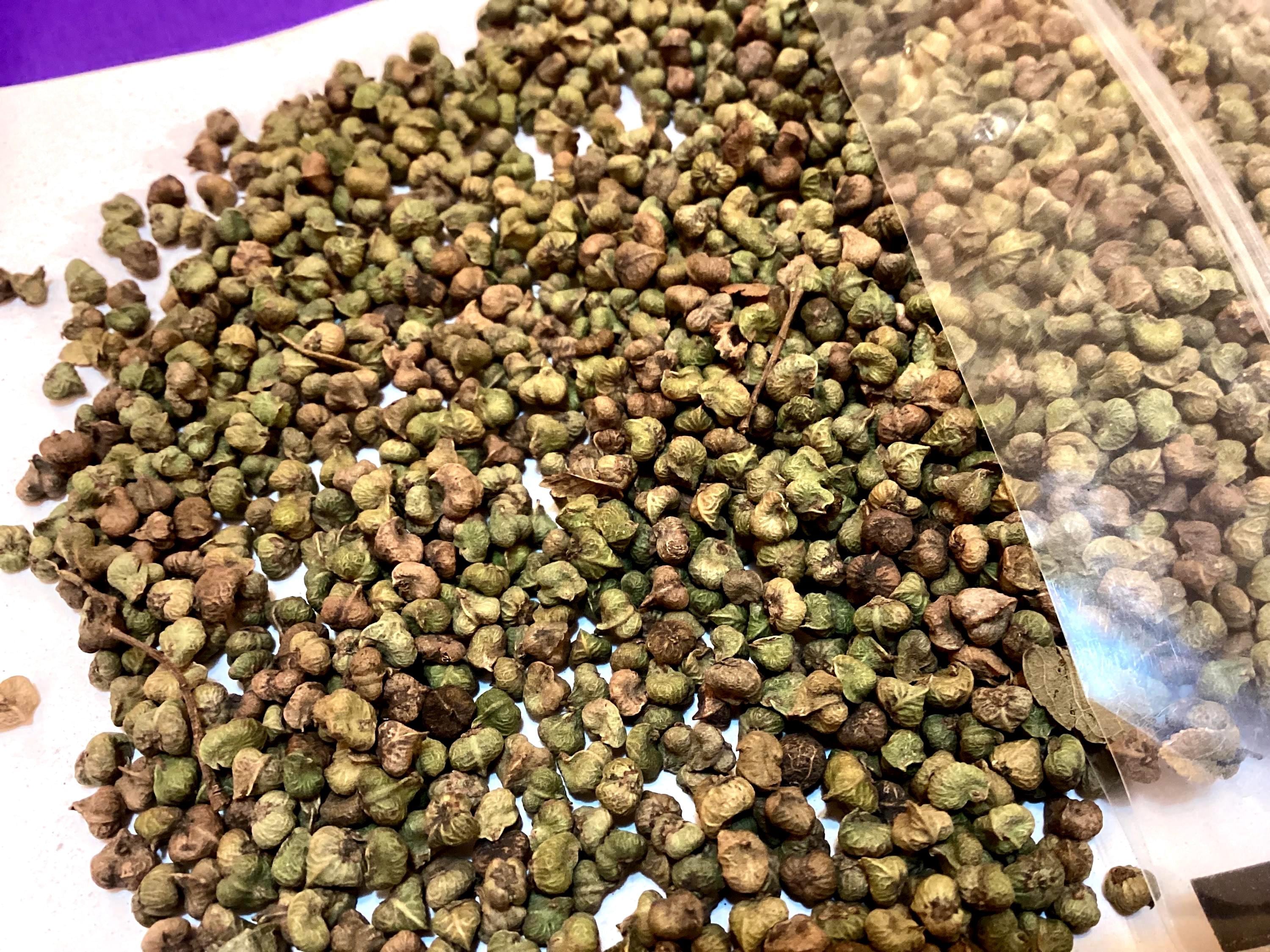 Schneider's Zelkova Tree Seeds (zelkova Schneideriana) - Etsy