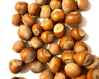 European Hazelnut Tree Seeds (CORYLUS AVELLANA) (Common Filbert)(European Filbert)(Common Hazelnut)