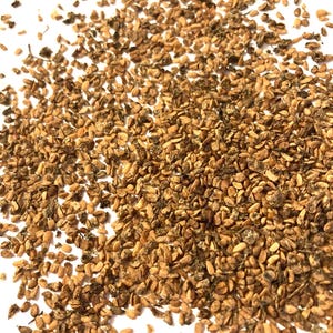 Blackberry Elder Tree  Seeds (SAMBUCUS CANADENSIS) (Elderberry) (Sweet Elder)