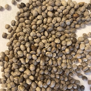 Tatarian Dogwood Tree Seeds (CORNUS ALBA SIBIRICA)