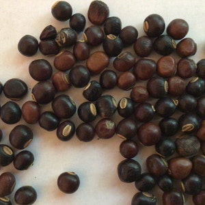 Winged Bean Tree Seeds (PSOPHOCARPUS TETRAGONOLOBUS) (Asparagus Pea, Four-Angled Bean, Goa Bean, Manila Bean, Princess Pea