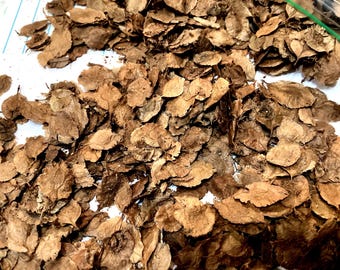 Chinese Corkbark Elm Tree Seeds (ULMUS PARVIFOLIA)
