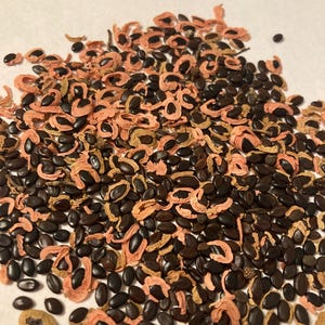 Black Acacia Tree Seeds (ACACIA MELANOXLON) (Blackwood Acacia, Sally Wattle)