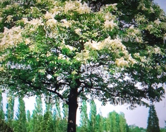 Flowering Ash Tree Seeds (Manna Ash) (Fraxinus Ornus)