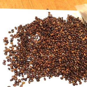 Common Seabuckthorn Shrub Seeds (HIPPOPHAE RHAMNOIDES) (Seaberry)(Sea Buckthorn)