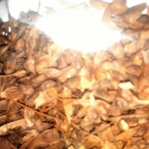 Dissected Maple Tree Seeds (Acer Palmatum Dissectum) ((Threadleaf Japanese Maple))