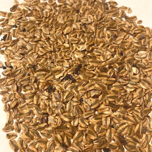 Giant Sequoia Tree Seeds (SEQUOIADENDRON GIGANTEUM) (Sierra Redwood) (Bigtree) (Wellingtonia)