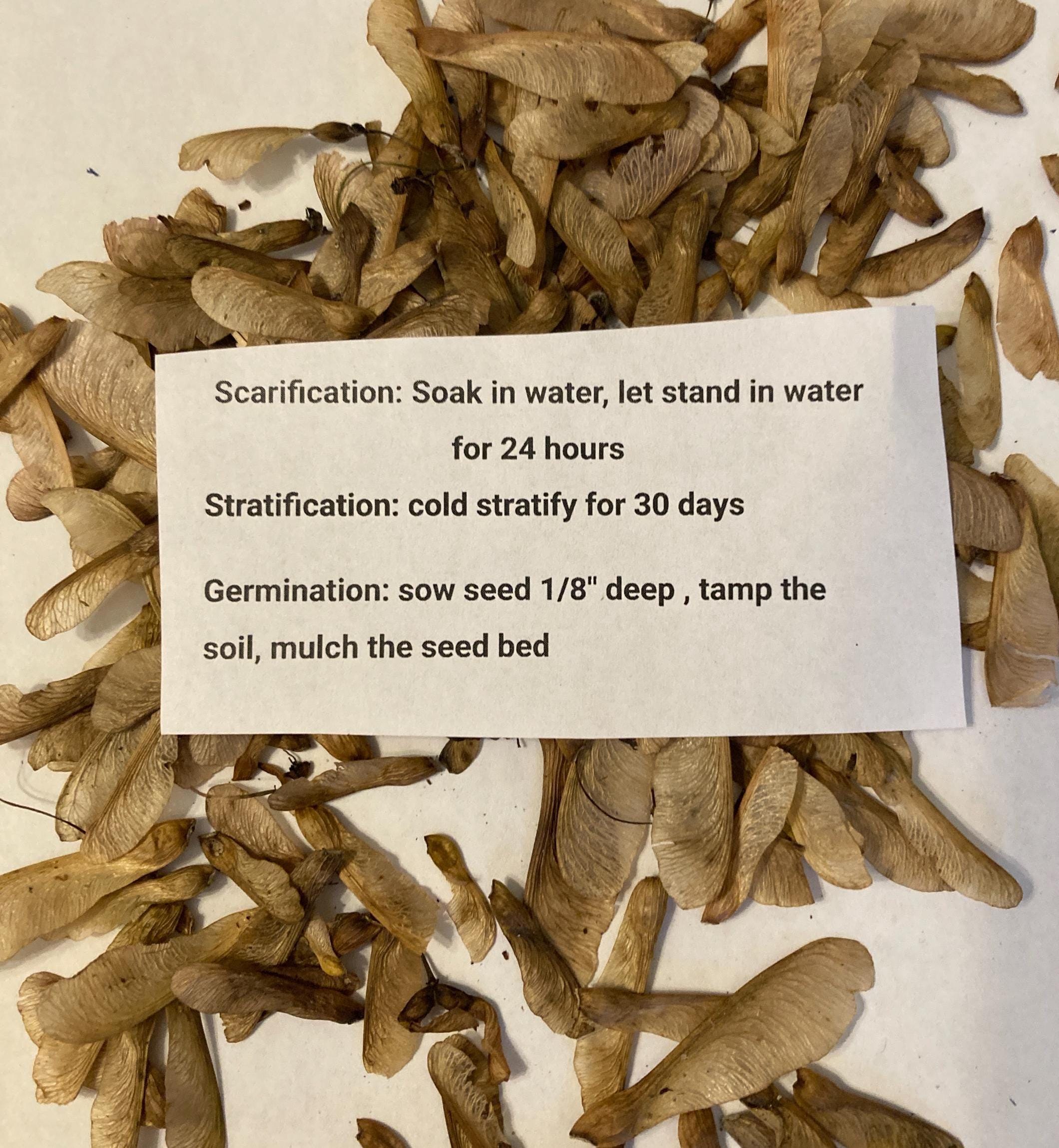 Red Maple Tree Seeds (ACER RUBRUM) (northern) - Etsy
