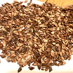 Douglas Fir Tree Seeds (PSEUDOTSUGA MENZIESII)