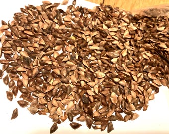 Douglas Fir Tree Seeds (PSEUDOTSUGA MENZIESII)