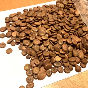 Woman&#39;s Tongue Tree Seeds (Albizia Lebbeck) (East Indian Walnut Tree) (Lebbeck Tree)