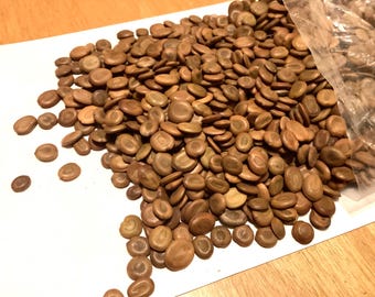 Albizia Lebbeck Tree Seeds: Woman's Tongue, East Indian Walnut