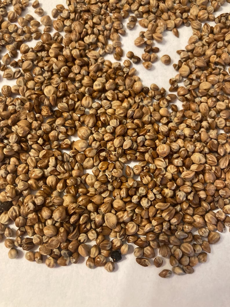 TreeSeedMan Juniper Tree Seeds