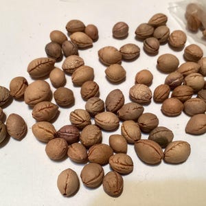 Western Sandcherry Tree Seeds (PRUNUS BESSEYI)