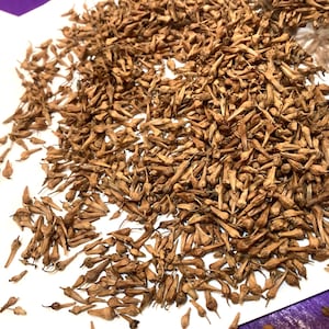 California Sycamore Tree Seeds (PLATANUS RACEMOSA) (Western Sycamore) (California Plane Tree)