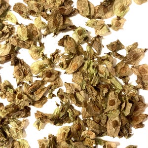 Slippery Elm Tree Seeds (ULMUS RUBRA) (Red Elm)