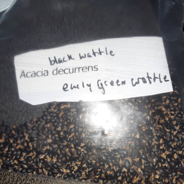 Sidney Black Wattle Tree Seeds (ACACIA DECURRENS)  (Early Green Wattle)