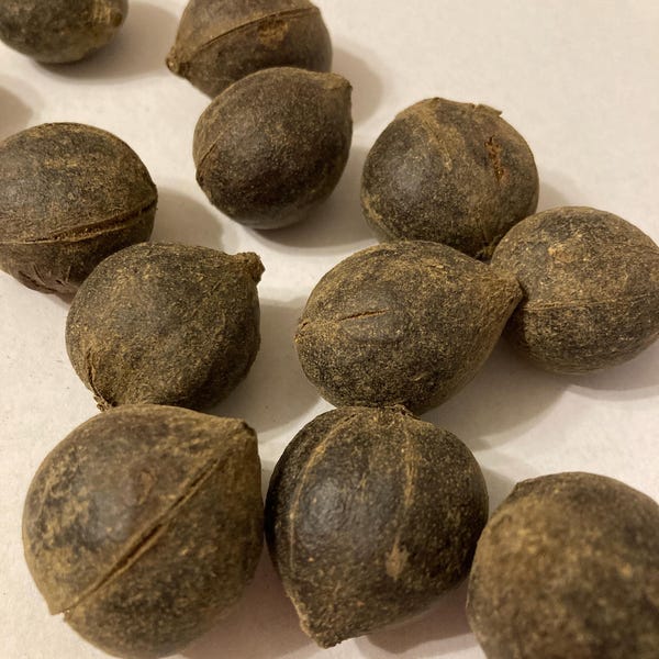 Pignut Hickory Tree Seeds (CARYA GLABRA in HUSKS)