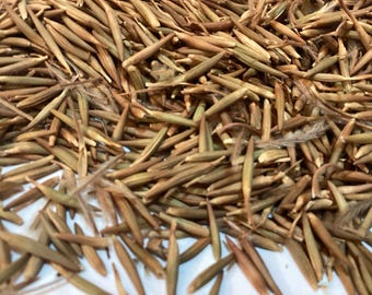 Mountain Mahogany Tree Seeds (CERCARPUS MONTANUS)