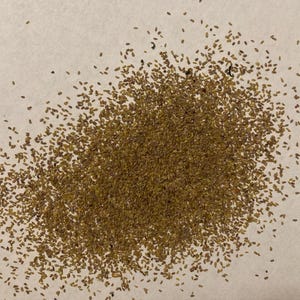 Trembling Aspen Tree Seeds (POPULUS TREMULOIDES) (Quaking Aspen)