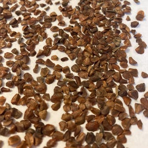 Chinese Weeping Cypress Tree Seeds (CUPRESSUS FUNEBRIS) (Funeral Cypress, Mourning Cypress)