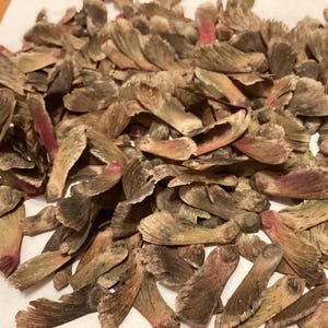 Autumn Fire Japanese Maple Tree Seeds (ACER PALMATUM Dissectum Autumn Fire)