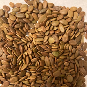 Persian Silk Tree Seeds (ALBIZIA JULIBRISSIN) (Silk-Tree, Mimosa ,Pink Siris)