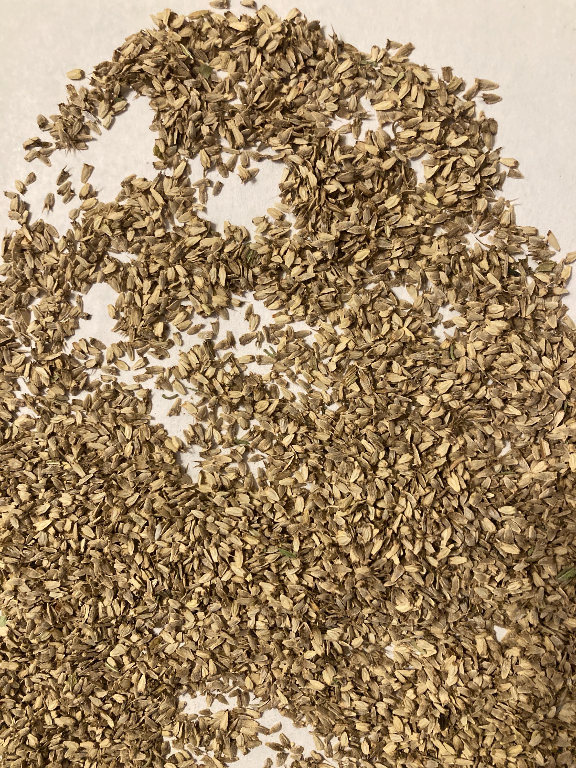 eRiNGo　0710 Amazon.com : 25 Blue Glitter Sea Holly Seeds - Eryngium