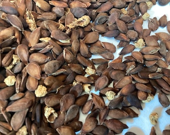 Bartlett Pear Tree Seeds (PYRUS COMMUNIS BARTLETT)
