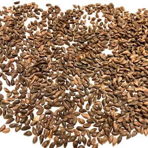 Colorado Blue Spruce Tree Seeds (PICEA PUNGENS GLAUCA)