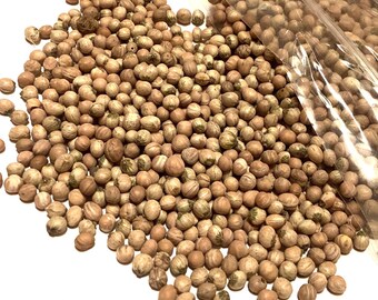 Gray Dogwood Tree Seeds (CORNUS RACEMOSA) (Northern Swamp Dogwood)
