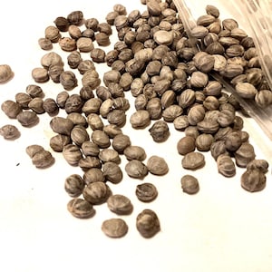 Tatarian Dogwood Tree Seeds (CORNUS ALBA)