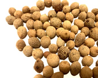 Manchurian Linden Tree Seeds (Tilia Mandshurica)