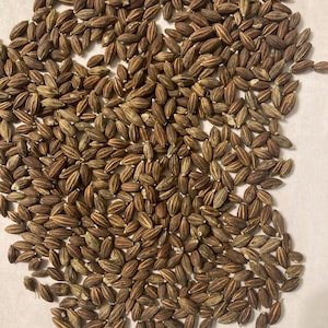 May include: Close-up of a pile of brown rice grains. The grains are oval-shaped with a light brown color and darker brown stripes. The grains are scattered on a white surface.
