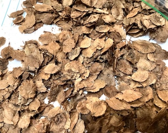 Lacebark Elm Tree Seeds (ULMUS PARVIFOLIA) (Chinese Corkbark Elm)