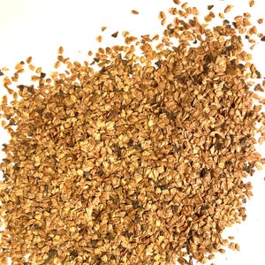 Nepal Alder Tree Seeds (ALNUS NEPALENSIS)