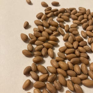 Western Dogwood Tree Seeds (CORNUS NUTTALLII) (Pacific Dogwood) (Mountain Dogwood)