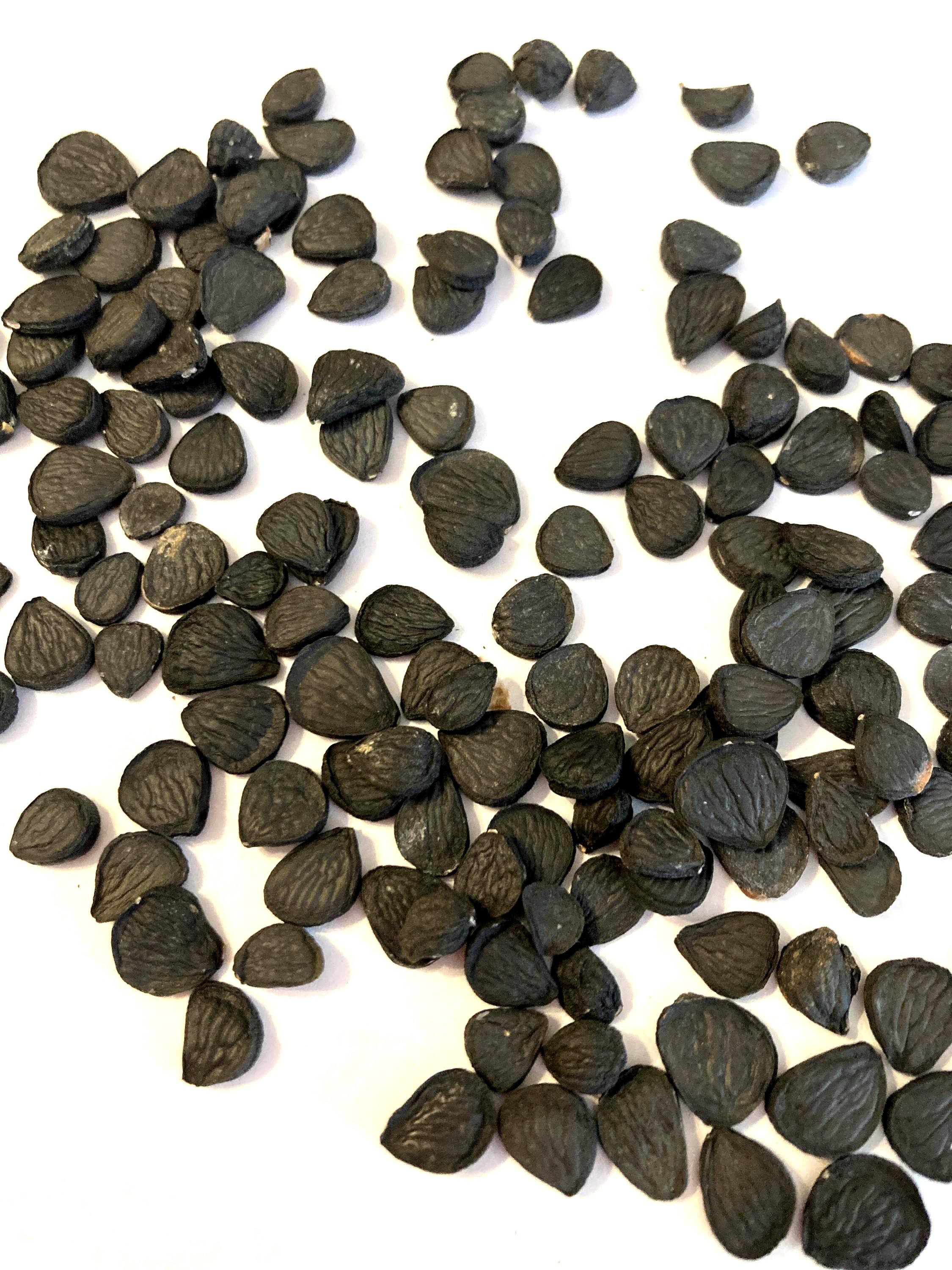 Datil Yucca Banana Yucca Tree Seeds (YUCCA BACCATA) (datil Yucca) (spanish Bayonet ...